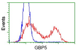 GBP5 antibody