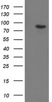 Gephyrin (GPHN) antibody