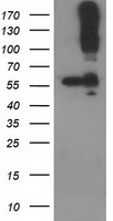 CDCP1 antibody