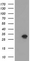 NMNAT1 antibody