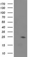 Josephin 1 (JOSD1) antibody