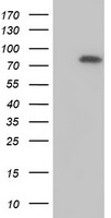 MTMR2 antibody