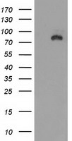 SAP102 (DLG3) antibody