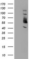 SNX8 antibody