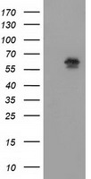 EXDL1 (EXD1) antibody