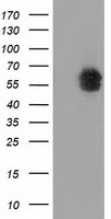 EXDL1 (EXD1) antibody