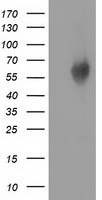 EXDL1 (EXD1) antibody