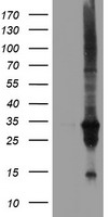 DUSP27 Antibody