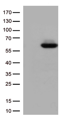 CALCOCO2 Antibody