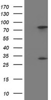 PYCR3 antibody