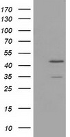 TTL Antibody