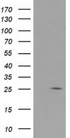RABL2A antibody