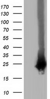 RABL2A Antibody
