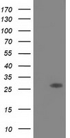 SPR antibody