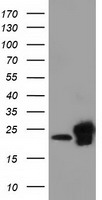 ZNRD2 antibody