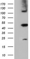 SLFNL1 antibody