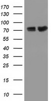 PUS7 antibody