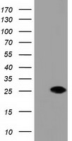 DUSP27 Antibody