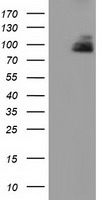 Protein Kinase D2 (PRKD2) antibody