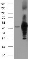 DNAJA2 antibody