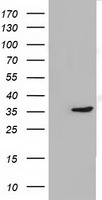 SDR O (SDR9C7) antibody