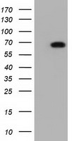 Adenylate kinase 5 (AK5) antibody