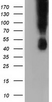 B7-1 (CD80) antibody
