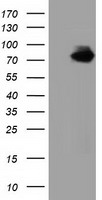 Breast cancer suppressor candidate 1 Antibody