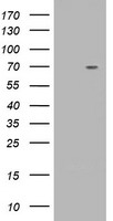 RNF86 (TRIM2) antibody