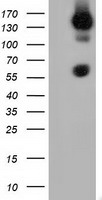 BTN1A1 antibody