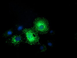 Ephrin A2 Antibody