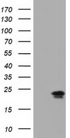 Ephrin A2 (EFNA2) antibody