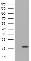 IL36 alpha (IL36A) antibody