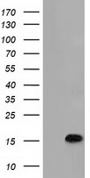 C15orf40 antibody