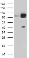 KBTBD7 antibody