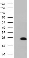 MOB4A (MOB1B) antibody