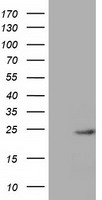 MOB4A (MOB1B) antibody
