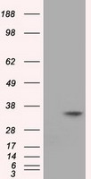 elF2 alpha (EIF2S1) antibody