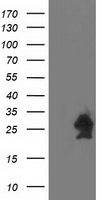cvHSP (HSPB7) antibody