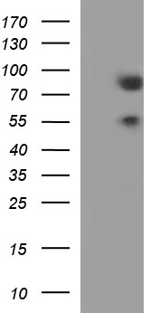 BMAL1 (ARNTL) antibody