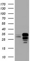 NXNL2 antibody