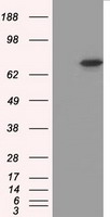 cGKI (PRKG1) antibody