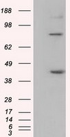 UAP56 (DDX39B) antibody
