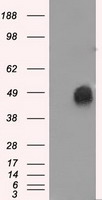 ERCC1 Antibody