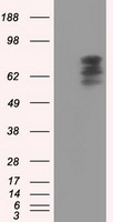 PDE4A antibody