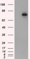 HIF1 beta (ARNT) antibody