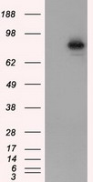 HIF1 beta Antibody