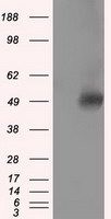 KIAA1576 (VAT1L) antibody