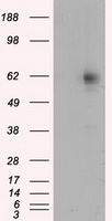 RIC8 Antibody