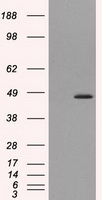 MTRF1L antibody